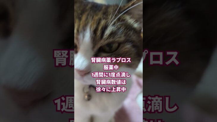 18歳高齢猫ちゃん腎臓病と糖尿病の今頑張ってます #猫動画 #高齢猫 #猫のいる暮らし #seeyouagain #cat #ねこ #猫腎臓病 #猫糖尿病