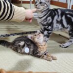 生後５ヵ月半、FIPと糖尿病を患う子猫の一日に密着