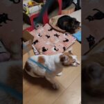 【糖尿病】インスリン注射効果で順調！子猫気分で紐遊びするゆず兄ちゃん#shorts #ゆず兄ちゃん #子猫