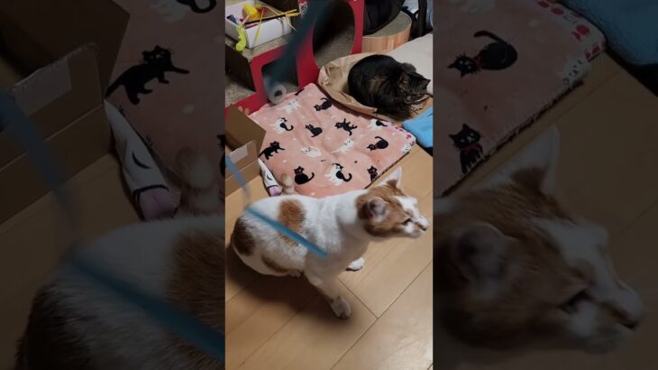 【糖尿病】インスリン注射効果で順調！子猫気分で紐遊びするゆず兄ちゃん#shorts #ゆず兄ちゃん #子猫