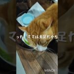 今朝も寒かった。ママは冬でも素足です #糖尿病 #猫のいる暮らし #糖尿病網膜症 #元野良猫