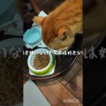 チャッピは好き嫌いない！ママは好きな物食べよう #糖尿病 #猫のいる暮らし #糖尿病網膜症 #元野良猫