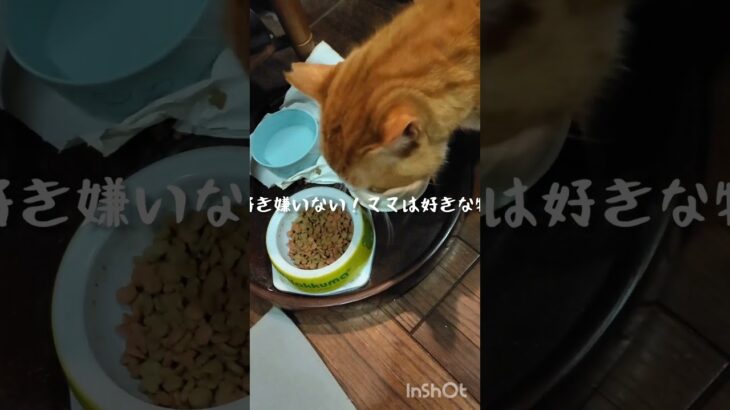 チャッピは好き嫌いない！ママは好きな物食べよう #糖尿病 #猫のいる暮らし #糖尿病網膜症 #元野良猫