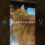 チャッピは毎日水＆チュール＆カリカリだけ #元野良猫  #糖尿病網膜症  #猫のいる暮らし  #糖尿病