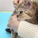 病院を全く嫌がらない糖尿病の子猫。またアレを復活させることになりました。