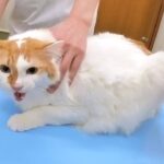 糖尿病の疑いがある愛猫を動物病院へ連れていきました。