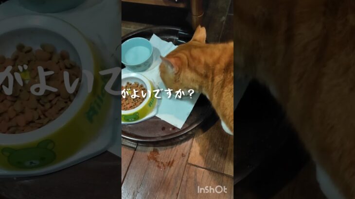 チャッピは元野良猫なのでお風呂入ってません #糖尿病網膜症 #猫のいる暮らし #元野良猫 #糖尿病