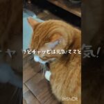 今朝も寒いけどチャッピは元気!ママと頑張ろう #糖尿病網膜症 #猫のいる暮らし #元野良猫 #糖尿病