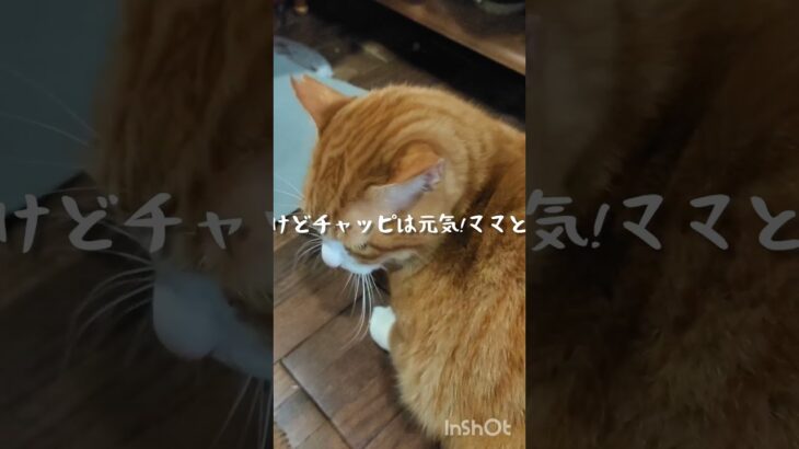 今朝も寒いけどチャッピは元気!ママと頑張ろう #糖尿病網膜症 #猫のいる暮らし #元野良猫 #糖尿病