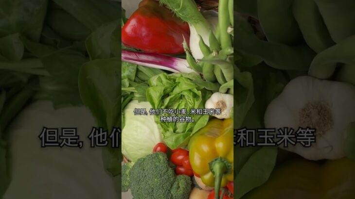 美洲原住民的饮食如何预防2型糖尿病