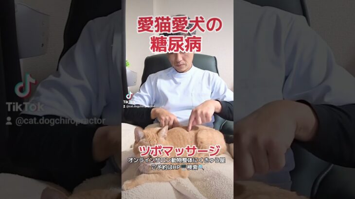 #オンラインサロン動物整体 #糖尿病#animalchiropractic 腎兪は第2第3腰椎の間の左右にありますので毎日行なって見て下さい🤞