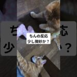 ケリケリしよーよー😅#ねこ#猫#糖尿病#下半身麻痺#茶トラ#保護猫 #猫のいる暮らし #猫のいる生活 #ねこ動画 #ねこ好き #cat