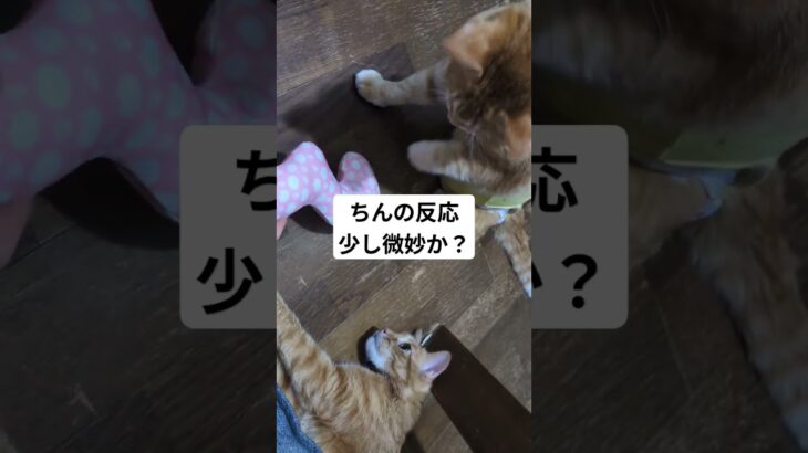 ケリケリしよーよー😅#ねこ#猫#糖尿病#下半身麻痺#茶トラ#保護猫 #猫のいる暮らし #猫のいる生活 #ねこ動画 #ねこ好き #cat