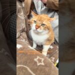 糖尿病の猫ちゃん#shorts