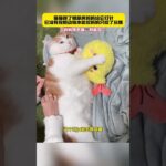 猫猫得了糖尿病，妈妈给它打针它没有按自己的动物本能回头去咬妈妈，只是咬了嘴里的小玩偶 #画一个故事 #治愈系 #小猫能有什么坏心思呢 #shortvideo #cat #cute #funny