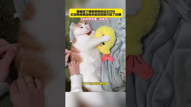 猫猫得了糖尿病，妈妈给它打针它没有按自己的动物本能回头去咬妈妈，只是咬了嘴里的小玩偶 #画一个故事 #治愈系 #小猫能有什么坏心思呢 #shortvideo #cat #cute #funny