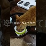 昨日あまり雪降らなくて良かった。 #元野良猫  #糖尿病網膜症  #猫のいる暮らし  #糖尿病