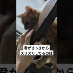 可愛いんだけどねw#猫#ねこ#保護猫 #茶トラ#糖尿病#猫のいる暮らし #ねこ動画 #ねこ好き