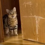 FIP・糖尿病を患う子猫が朝食の度に起こしに来ます。その彼の食費はこれだけかさみます。