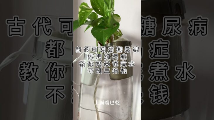 古代可没有糖尿病，都叫消渴症，教你两朵花煮水，不到三块钱。