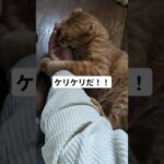 負けないぞ！#ねこ#猫#糖尿病#保護猫 #茶トラ#猫のいる暮らし #ねこ動画 #猫動画 #猫好き