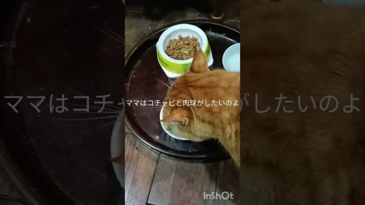 ママはコチャピて肉球タッチしたいだけなのに #糖尿病  #猫のいる暮らし  #元野良猫