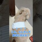 モニタリング2日目　#シニア犬と暮らす #糖尿病のわんこ #愛犬の日記