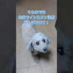 糖尿病のわんこ、モニタリング5回目　#シニア犬と暮らす #トイプードル #糖尿病のわんこ #愛犬の日記