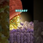 糖尿病とGULUT4と筋トレの関係 #diabetes