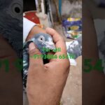 Ranchi Jharkhand #birds #parrot #funny #lovebirds #viralvideo #pakistannft #pigeon #nft #kabootar #k