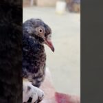 Ye kabuter Kon Se Nasal ka hai #kabootar #kabootarba #pigeon #pigeonlove #pigeonnet #nft