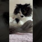 #猫 #かわいい猫 #子猫 #cat  #gato #保護猫 #ペットロス #猫糖尿病  #黒猫  #ハチワレ #猫との絆　#スコティッシュフォールド #ラガマフィン #フォールデックス