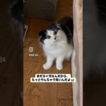 #猫 #かわいい猫 #子猫 #cat  #gato #保護猫 #ペットロス #猫糖尿病  #黒猫  #ハチワレ #猫との絆　#スコティッシュフォールド