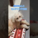 糖尿病わんこのモニタリング入院、７回目の記録 #シニア犬と暮らす #トイプードル #糖尿病の犬