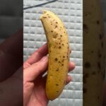 発酵食品の朝 #食事 #健康 #料理 #生活 #趣味 #ヘルシー #栄養 #朝食 #血糖値 #1型糖尿病 #結果 #挑戦 #パフォーマンス #勉強 #ショート