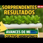 🚨AVANCES DE MI SISTEMA HIDROPÓNICO NFT | HIDROPÓNIA PASO A PASO 🌿💪🌱