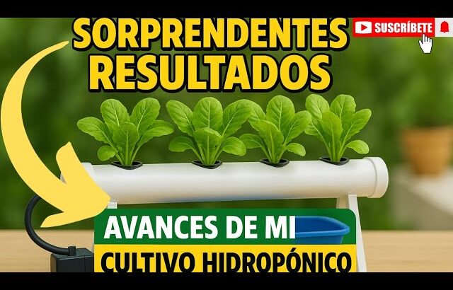 🚨AVANCES DE MI SISTEMA HIDROPÓNICO NFT | HIDROPÓNIA PASO A PASO 🌿💪🌱