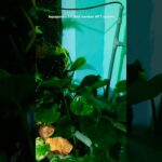 Aquaponics 3.0 with bamboo NFT system