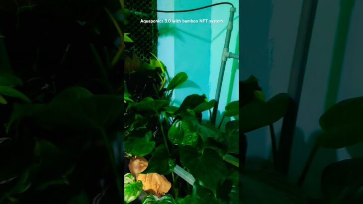 Aquaponics 3.0 with bamboo NFT system