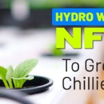 Can NFT work for Chilli Pepper growing? (Ep. 3 Hydro Wars )