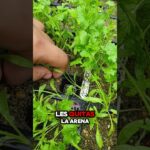 ¡Cilantro sin tierra! Mira cómo lo paso al sistema NFT