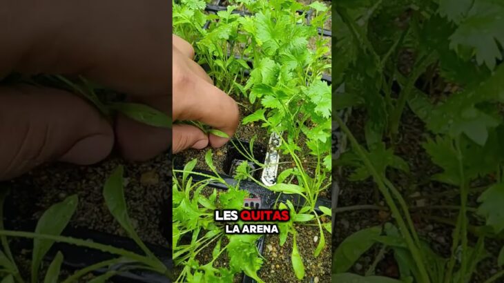 ¡Cilantro sin tierra! Mira cómo lo paso al sistema NFT