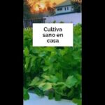 Descubre cómo cultivar hojas verdes  sanas en casa usando hidroponía NFT. Comenta CLASE