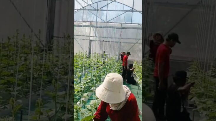 Dont worry #santri #nuruljadid #berkebun #petaniindonesia #teknikpertanian #hidroponik #nft #fyp