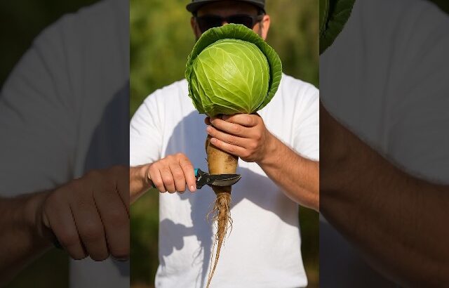 Hydroponic से उगाएं ताजी पत्ता गोभी | सिर्फ़ 50 दिन में #hydroponicfarming