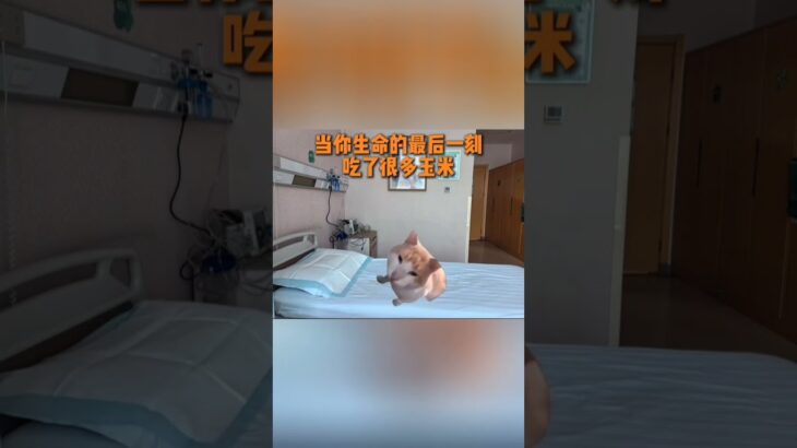 「🐱Meme」糖尿病人吃的话是不是算焦糖口味的？ #猫meme  #搞笑  #地狱级 #memecat