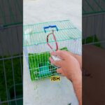 New lovebirds #birds #kabootarba #pigeonhouse #bird #lovebirds #nftfun #virelshorts #nft