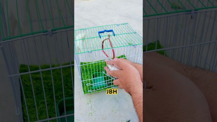 New lovebirds #birds #kabootarba #pigeonhouse #bird #lovebirds #nftfun #virelshorts #nft