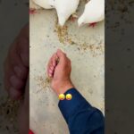 Sare Kabutar Urah diye #kabootarba #sky #birds #animals #pigeonhouse #bird #pigeon #nft