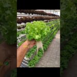 Summer lettuce cultivation 👀🥬 😍 #Hydroponics #NFT #system #Lettuce  #Muscut #Oman